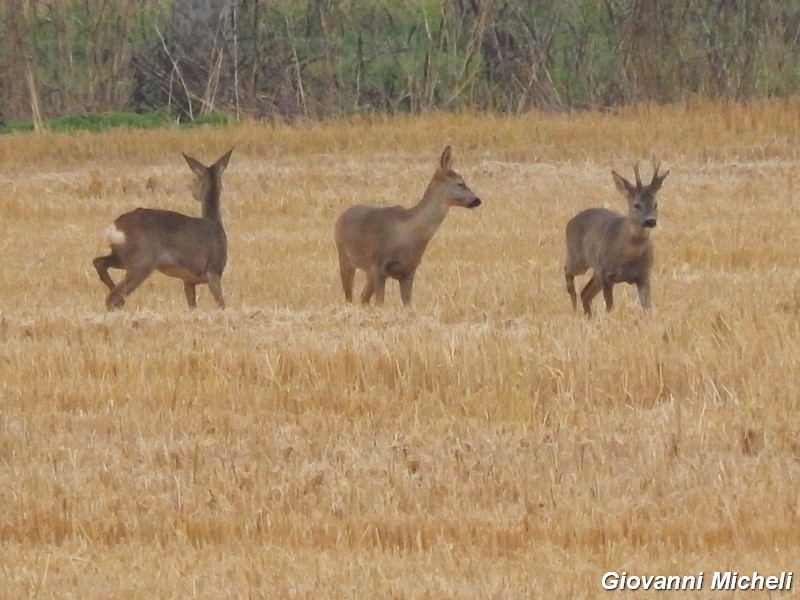 Caprioli nel Parco del Ticino